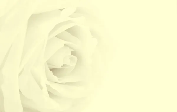 Όμορφο Λευκό Τριαντάφυλλο Close Άδειο Χώρο Για Σχεδιασμό Μπορεί Χρησιμοποιηθεί — Φωτογραφία Αρχείου