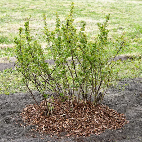 Mulching. Gooseberry is covered by a mulch from a pine bark — Stock Photo, Image