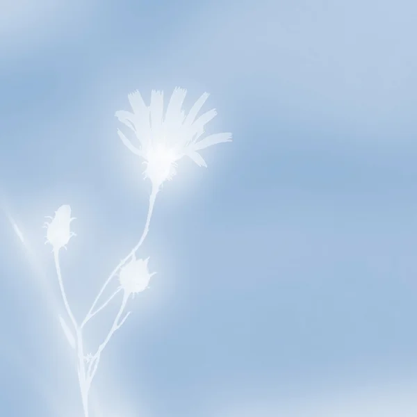 Wildflower on a blue — Stock Photo, Image