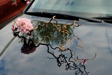 Floristics. Carnation and a sprig of hazel on the hood clipart