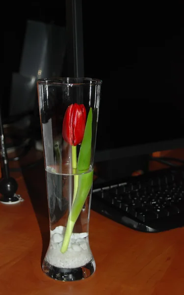 Vazo-sürpriz ile kırmızı lale — Stok fotoğraf