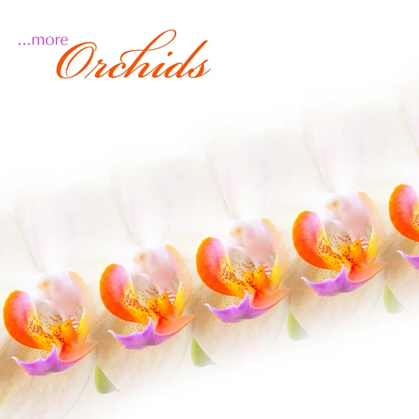 ...Lisää orkideoja — kuvapankkivalokuva