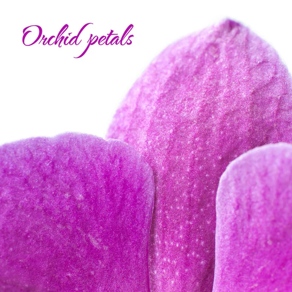 Orchid petals. Macro — Stock Photo, Image