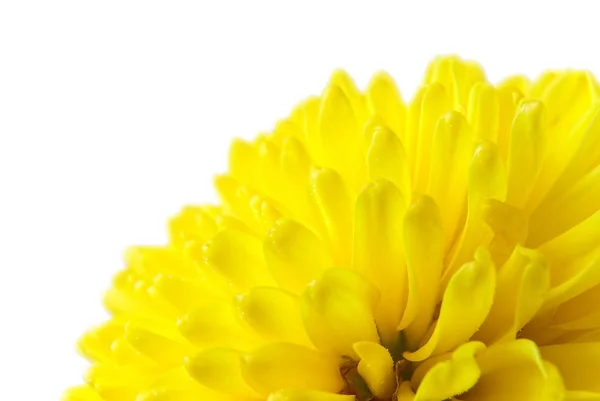 Yellow chrysanthemum — Stock Photo, Image