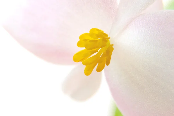 Small flower. Macro — Stock Photo, Image