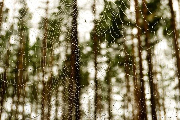 Web in autumn wood — Stock Photo, Image