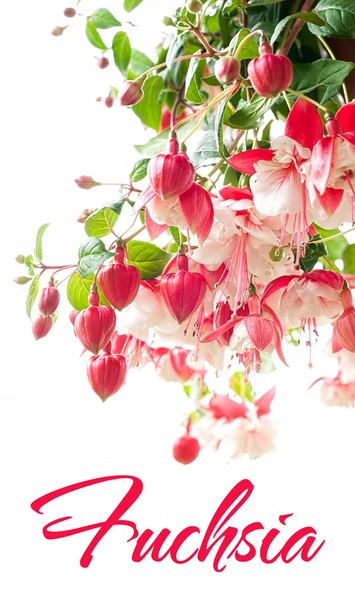 Blooming fuchsia — Stock Photo, Image