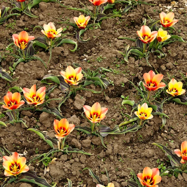 Kwietnik z tulipany — Zdjęcie stockowe