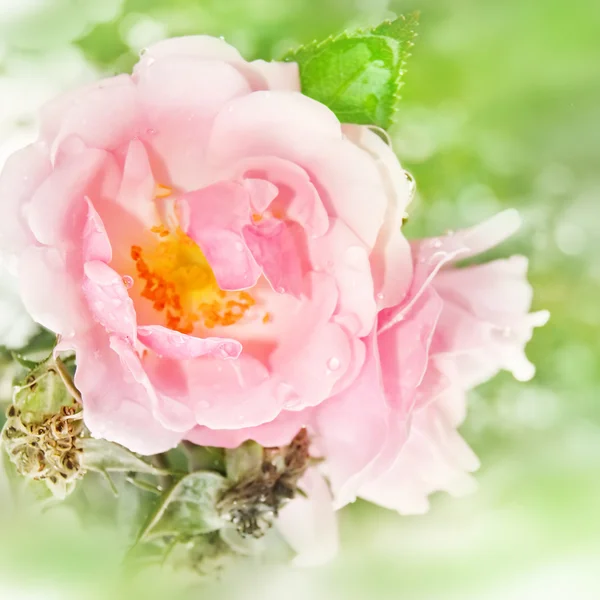 Garden rose — Stock Photo, Image