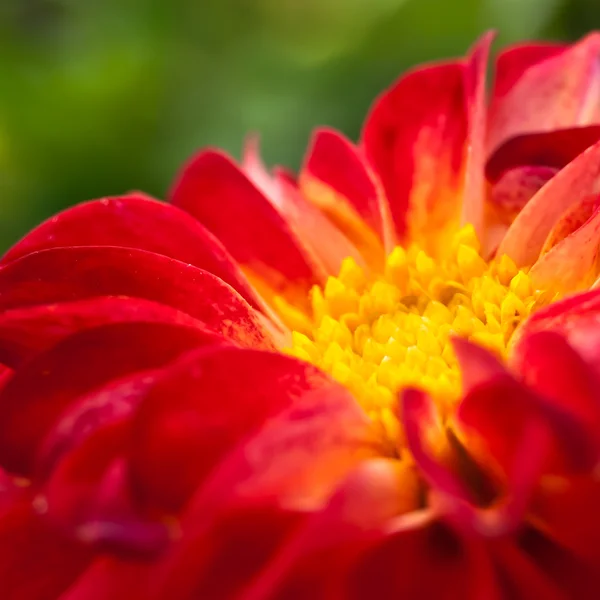 Dahlia — Stockfoto