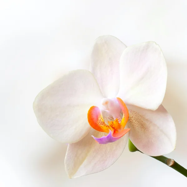 Blooming orchid — Stock Photo, Image