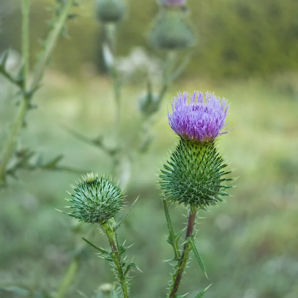 Distel — Stockfoto