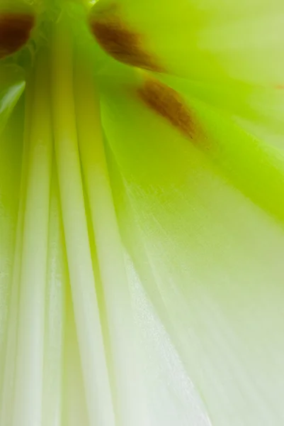 Amaryllis inside — Stock Photo, Image