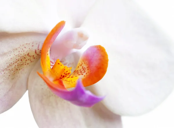 Orchid. Macro — Stock Photo, Image