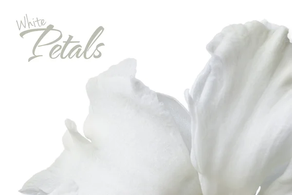 Petali di narciso bianco. Macro — Foto Stock