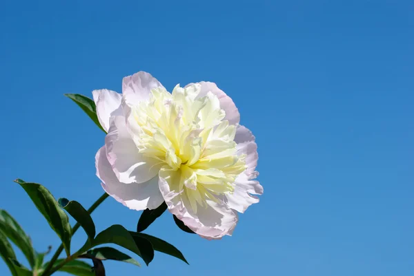 Delicate peony — Stockfoto