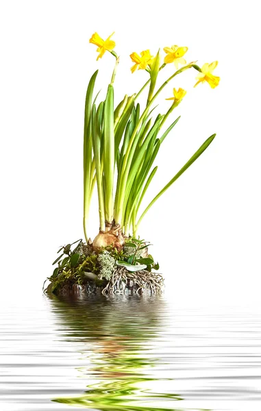 Islet com narcisos amarelos — Fotografia de Stock