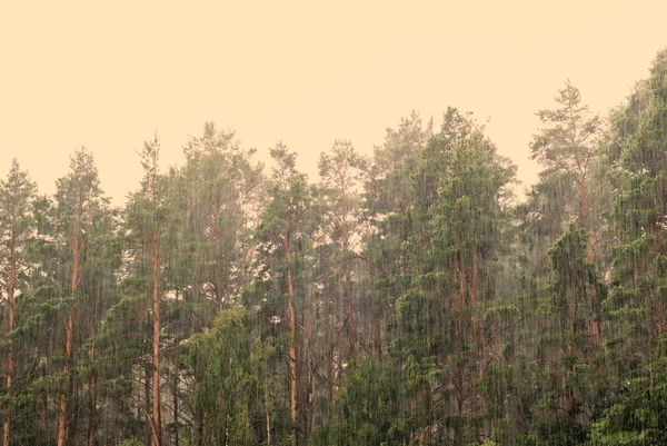 Bäume im strömenden Regen — Stockfoto