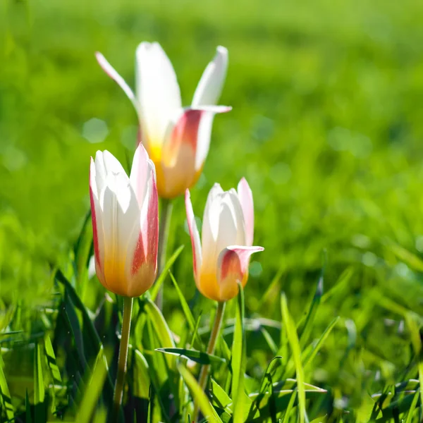 Primeiras tulipas — Fotografia de Stock