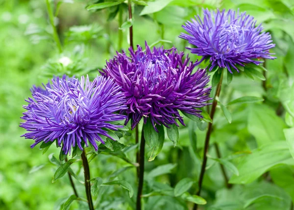 Asters — Stock Photo, Image