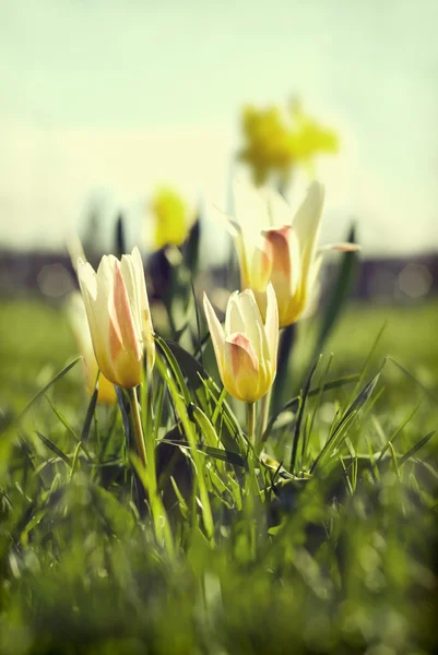 Tulpen — Stockfoto