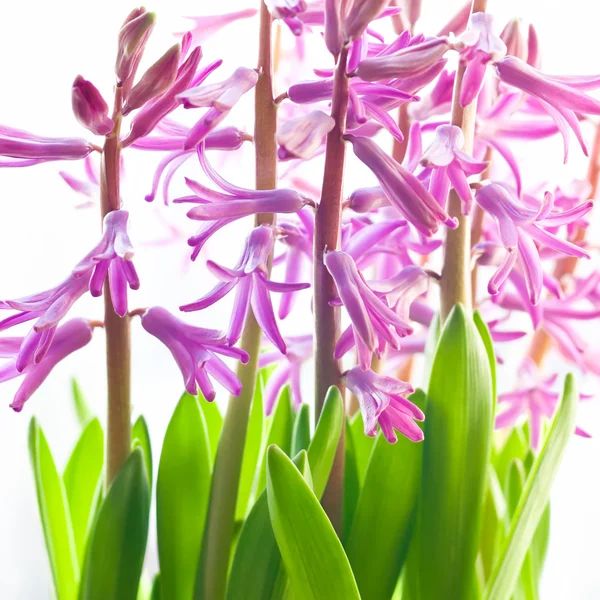 Very decorative mauve hyacinth — Stock Photo, Image