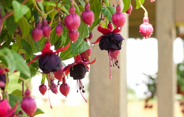 Fuchsia in druppels — Stockfoto