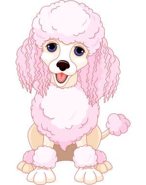 pembe kaniş
