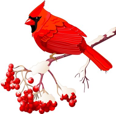 Red Cardinal bird clipart