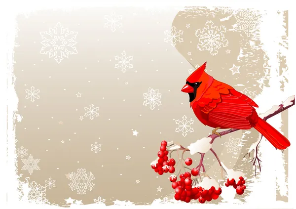 Red Cardinal bird background — Stock Vector