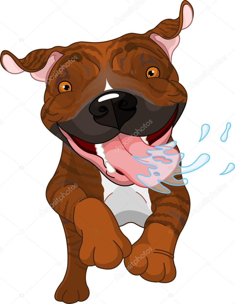 Excited brindle Pit Bull Dog
