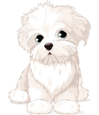 Malta puppy köpek