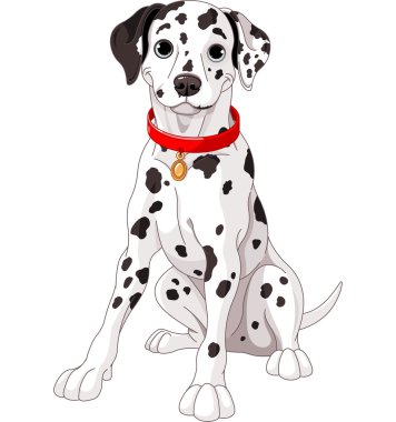 tatlı Dalmaçya köpeği