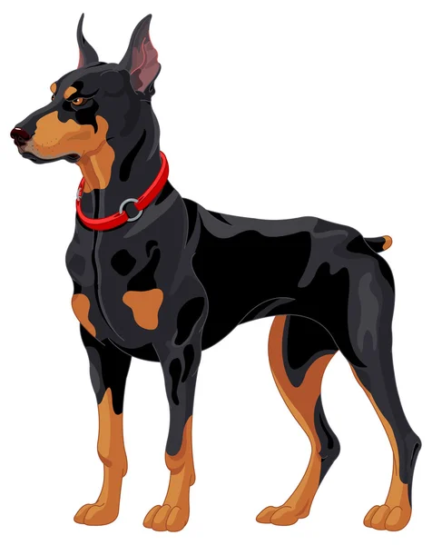 Vakt hund doberman — Stock vektor