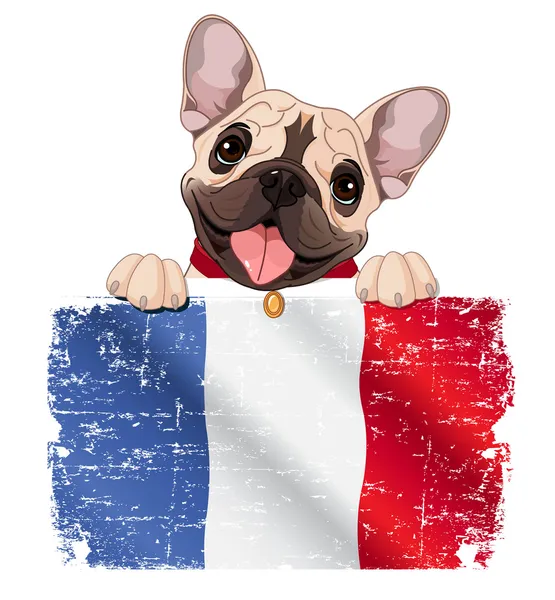 Fã bulldog francês detém bandeira francesa —  Vetores de Stock