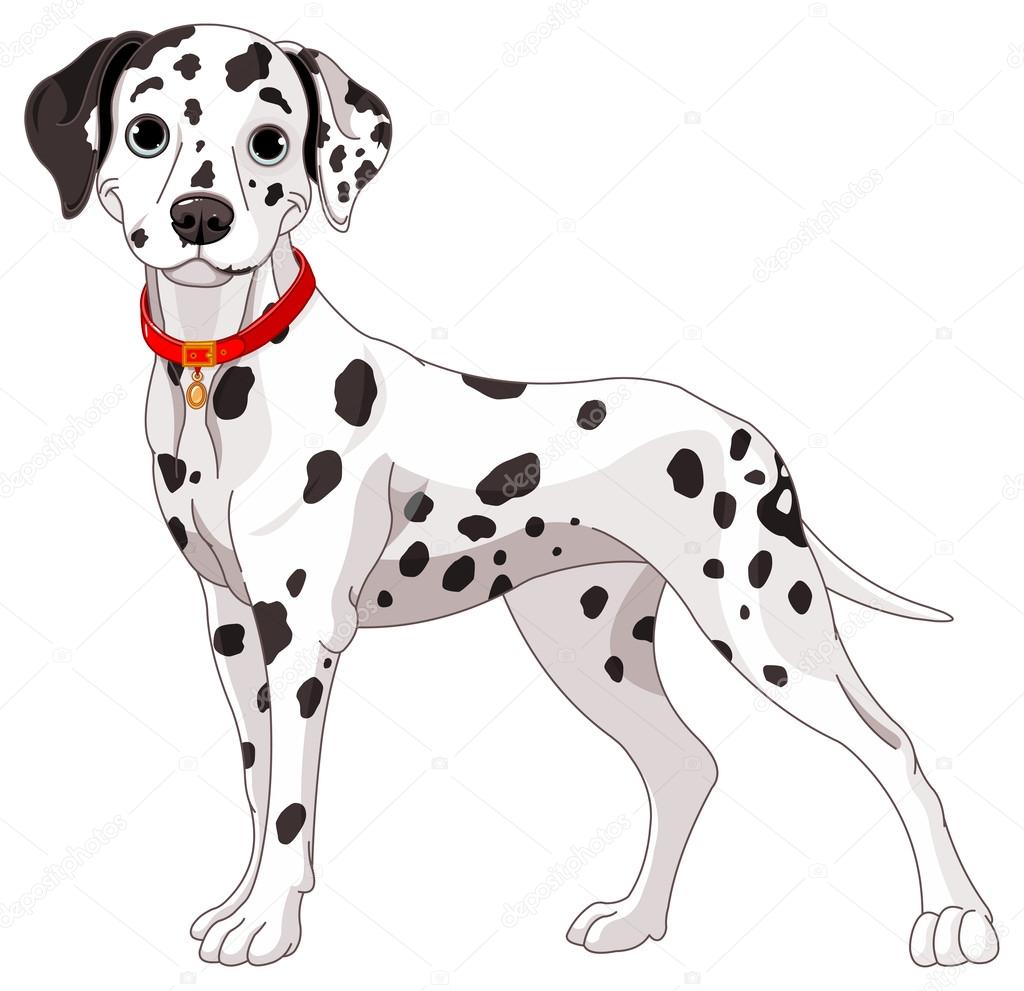 Dalmatyńczyk pies wszystkie uwagi — Grafika wektorowa