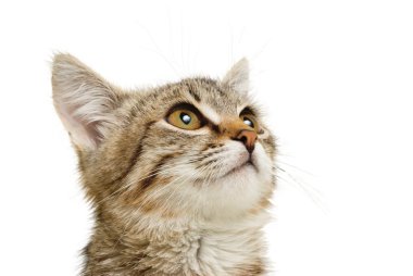 şirin kedi yavrusu.