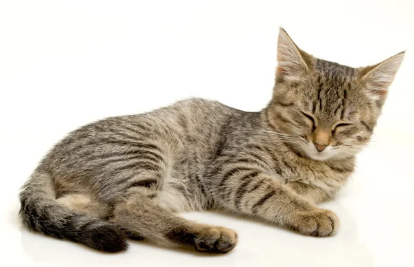 Dozing kitten. — Stock Photo, Image