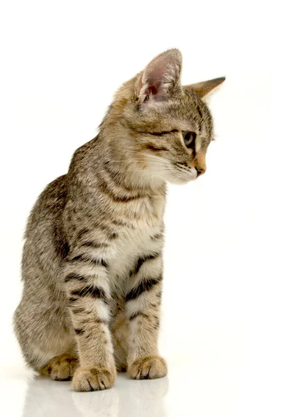 Cute kitten. — Stock Photo, Image