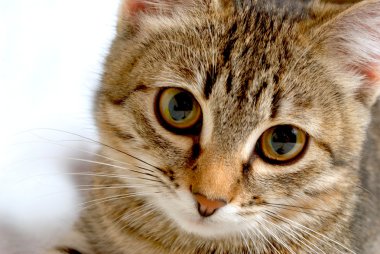 şirin kedi yavrusu.