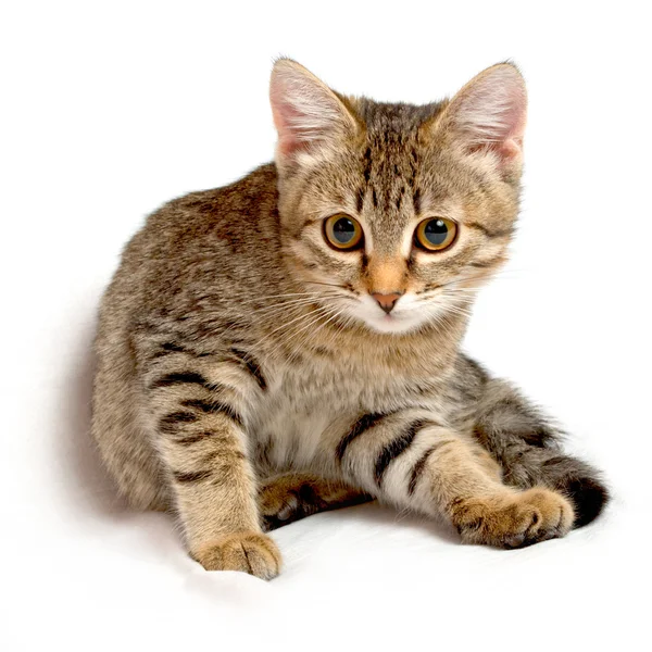 Cute kitten. — Stock Photo, Image