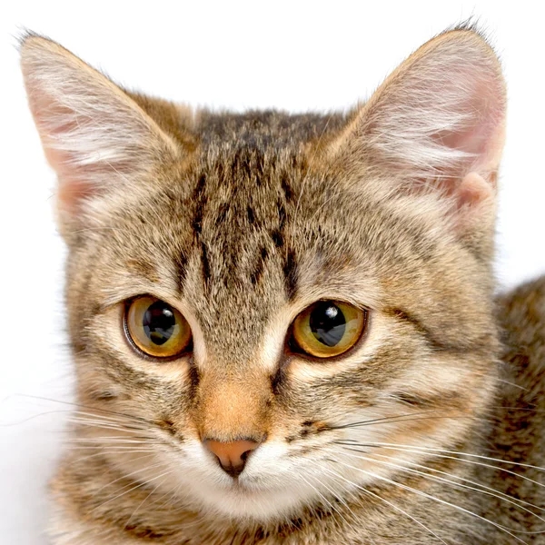 Котенок Трнквиль . — стоковое фото