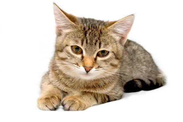 Gray tabby kitten. — Stock Photo, Image