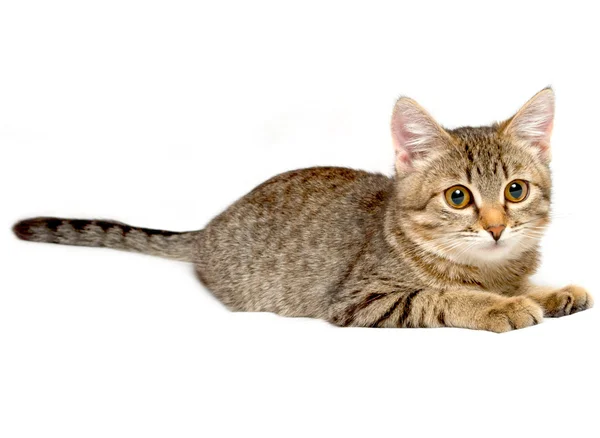 Gray tabby kitten. — Stock Photo, Image