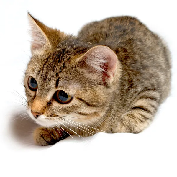 Gray tabby kitten. — Stock Photo, Image