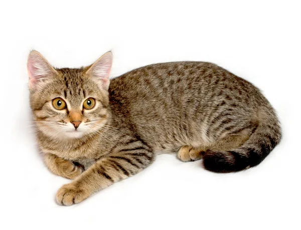 Gray tabby kitten. — Stock Photo, Image