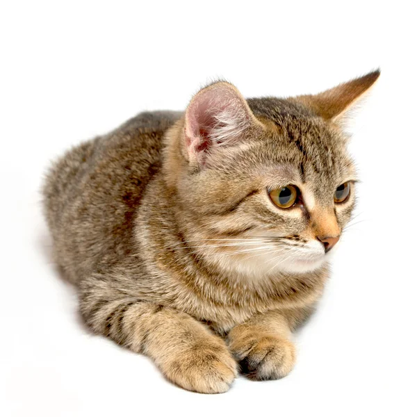 Grå tabby kattunge. — Stockfoto