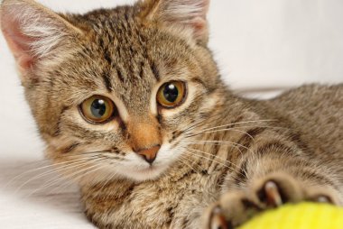 oynak yavru kedi.