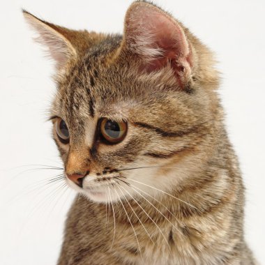 şirin kedi yavrusu.