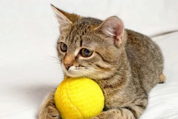 Игривый котенок . — стоковое фото